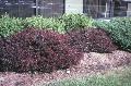 Purple Leaf Japanese Barberry